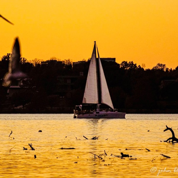 a flock of seagulls flying over a body of water